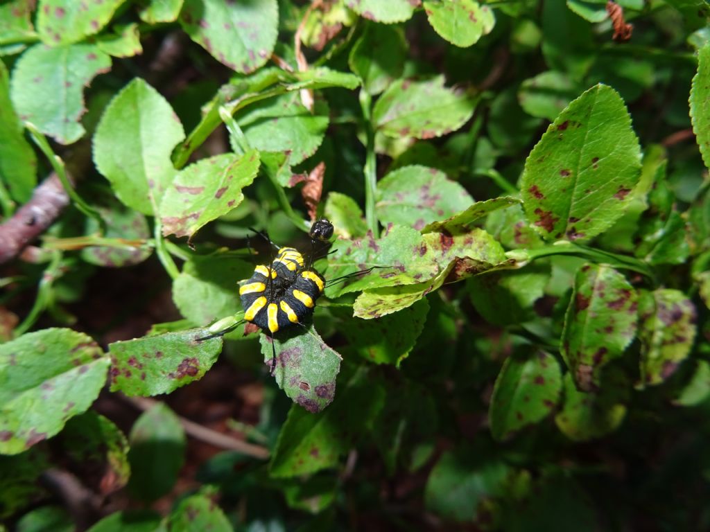 bruco: Acronicta (Jocheara) alni - Noctuidae